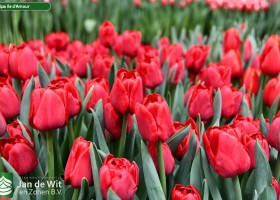 Tulipa Ile d'Amour (2)